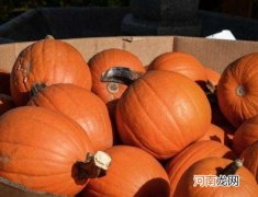 南瓜的瓜瓤可以吃吗？南瓜什么情况下不能吃