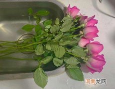 醒花放在哪里比较好？醒花能放在有阳光的阳台吗