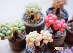 如何预防多肉长霉菌？多肉要怎么晒太阳