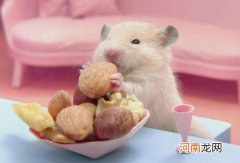 仓鼠臭臭的是什么原因？仓鼠僵硬是不是死了