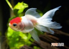 怎样把金鱼养大？如何养好金鱼