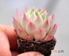 哪些多肉可以拼在一起？晾根后的多肉种植要不要浇水