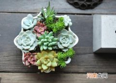 阳光充足多肉为什么还会变绿？多肉只放营养土会怎么样