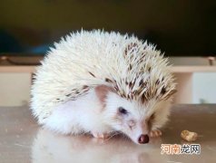 被刺猬咬了怎么办？小刺猬冬眠为什么加温也不醒