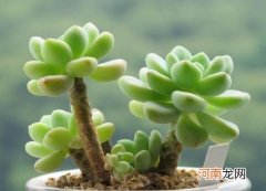 怎样彻底消灭多肉蚧壳虫？多肉换的土还能用吗