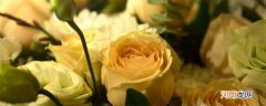 黄玫瑰朵数的花语 黄玫瑰寓意是什么意思