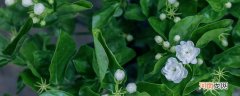 茉莉花语是什么 茉莉花的花语