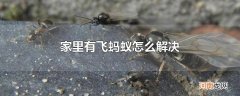 家里有飞蚂蚁怎么解决