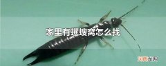 家里有蠼螋窝怎么找