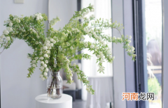 小手球怎么醒花