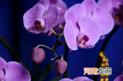 2022年蝴蝶兰什么时候开花