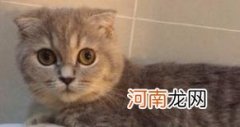 为什么猫跑去厕所睡觉