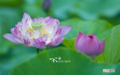 骨髓/造血干细胞移植治疗白血病的整个过程是怎样的 白血病骨髓移植的过程