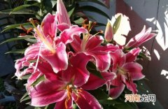 卧室什么花不要摆 百合花适合放在卧室吗可以放吗