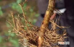 茄子根都有些什么药用价值 茄子根煮水功效与作用