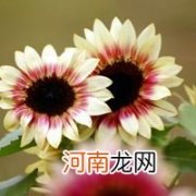 向着阳光指什么生肖 阳光明媚指的是那个生肖