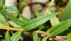 关于黄芩的药用价值介绍 黄芩片的作用和功效