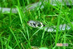 今年十八岁属什么生肖 今年二十八岁属什么生肖
