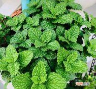 有哪些适合室内种养的植物 室内植物有哪些好养