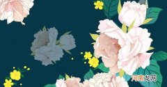 山茶花有什么作用价值 山茶花的作用与功效