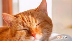猫咪降火小妙招分享 猫咪上火吃什么降火最快