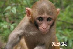 独目是什么生肖 独是什么生肖动物