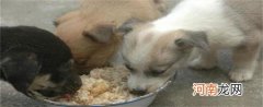 养狗给吃狗粮还是剩饭菜比较好