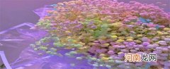哪些鲜花适合制作成干花