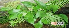 苦斋菜的功效与作用是什么