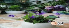 紫花地丁挖回来怎么办