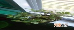 薄荷叶发黑掉叶发焦怎么处理