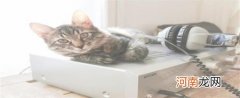 猫咪不在猫砂盆撒尿怎么办