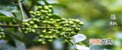 藤椒和花椒的区别