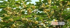 如何种植桂花树