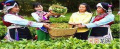 古老的茶农指的哪个民族