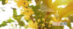 桂花的古代雅称有哪些