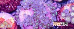 珊瑚虫是不是生物