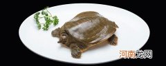 老鳖和乌龟和甲鱼有啥区别
