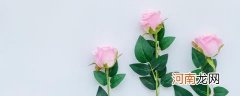 玫瑰花多少温度保存合适
