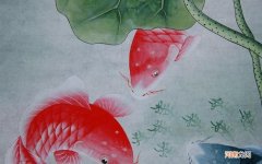 感冒发烧饮食吃什么 发热吃什么菜和水果