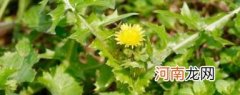 苣荬菜的功效与作用是什么 苣荬菜的功效与作用