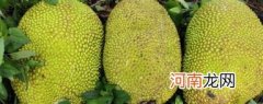 挑选菠萝蜜的方法介绍 菠萝蜜怎样挑选