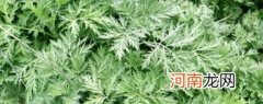 艾草收割后处理方法介绍 艾草收割后怎样处理
