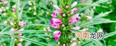 益母草如何煮水喝 益母草怎么煮水喝