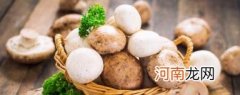 蘑菇饺子馅的做法 蘑菇饺子馅怎么做好吃