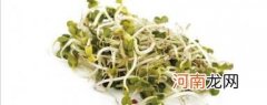 凉拌萝卜苗家常做法分享 白萝卜苗怎么做好吃