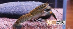 鳌虾的营养价值简单介绍 鳌虾的营养价值