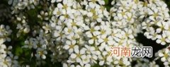 喷雪花烂根了的处理方法 喷雪花烂根了怎么办根烂怎么处理能救活