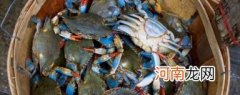 螃蟹读音是什么 螃蟹读音