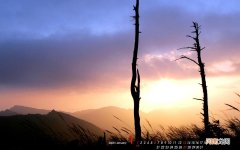 重瓣茉莉和笔尖茉莉哪种好 单瓣茉莉图片大全大图